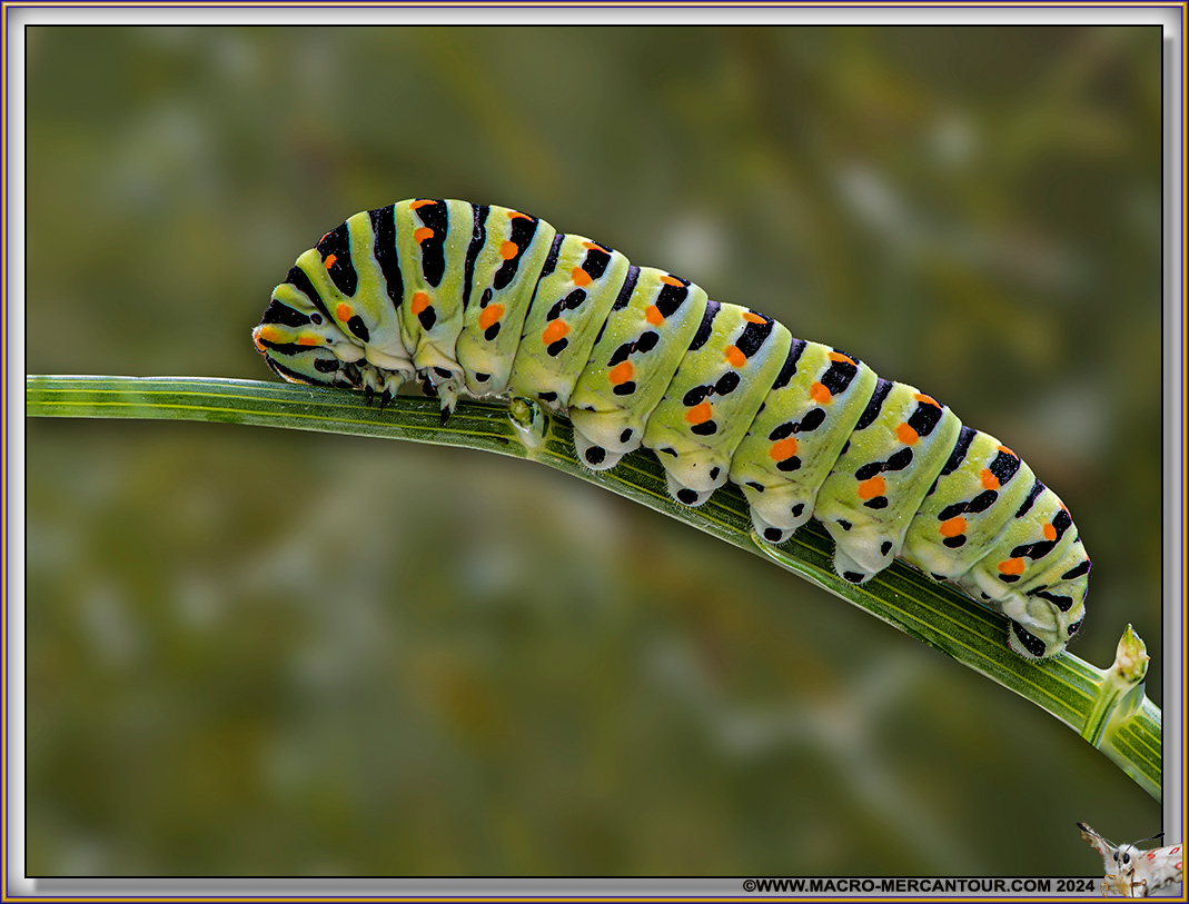Chenille de Machaon